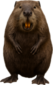Sawdust Jack, a beaver